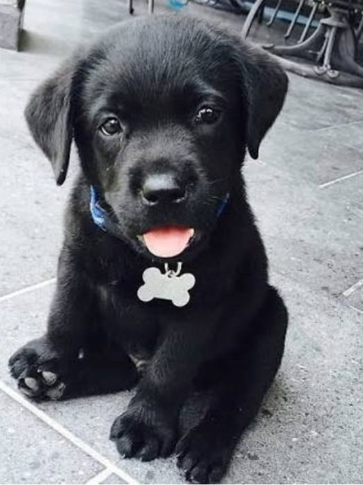 Щенки лабрадора мальчики и девочки