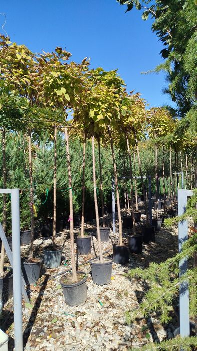 Vând plante ornamentale diferite specii și dimensiuni