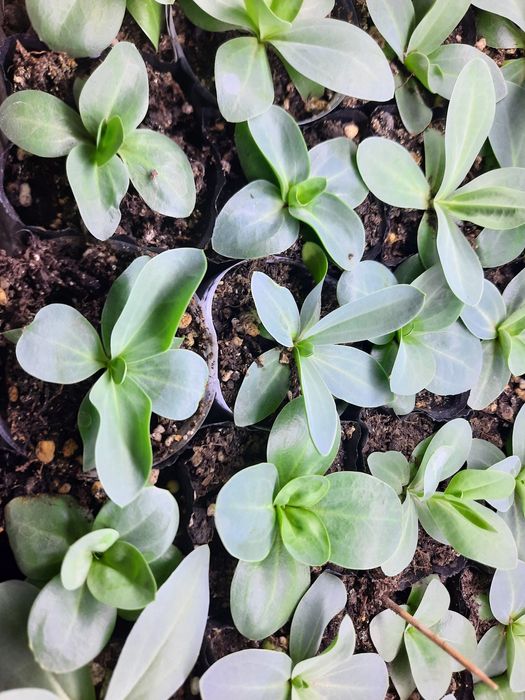 Продам уличную эустому