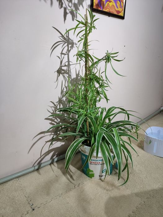 Комнатные цветы( 1.5 года)