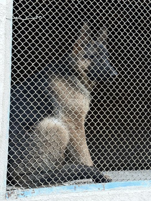 Чистый немецкий овчарка, +паспорт