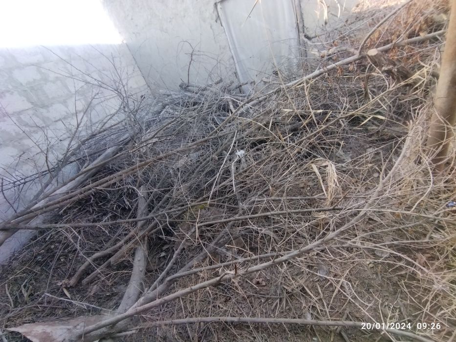 Qishga oʻtin sotiladi!