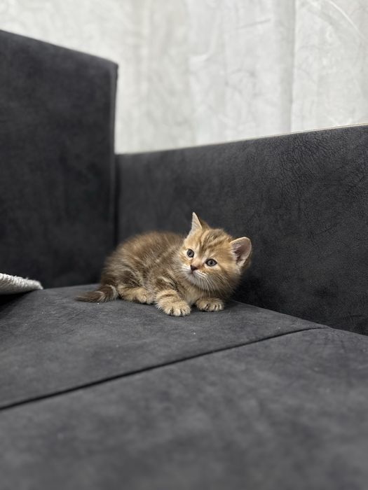 Продам котенка девочка