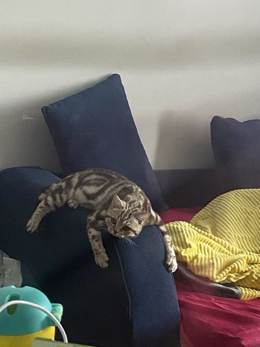 Отдам в добрые руки кошку (1 год)