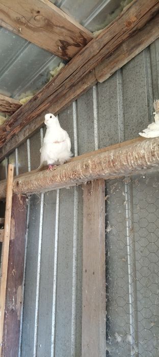 Vând porumbei pescăruș chinez