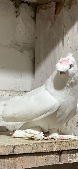 Голуби вольерные