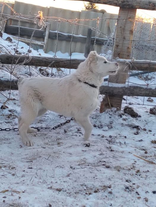 Байцовый Алабай.