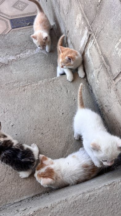 Котята бесплатная