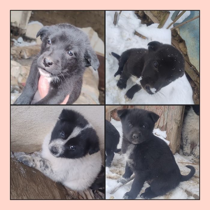 Adopție căței abandonați