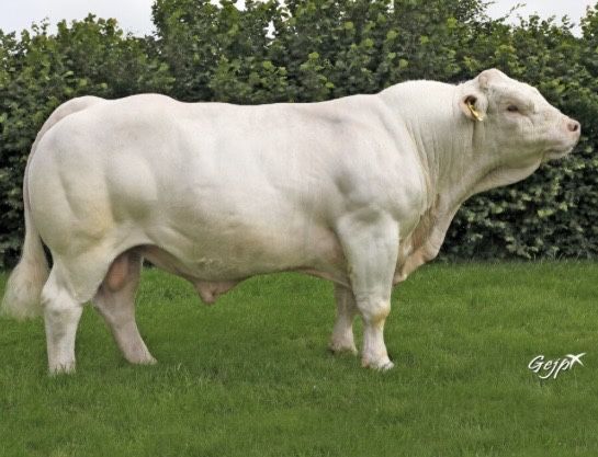 taurasi de reproductie charolaise