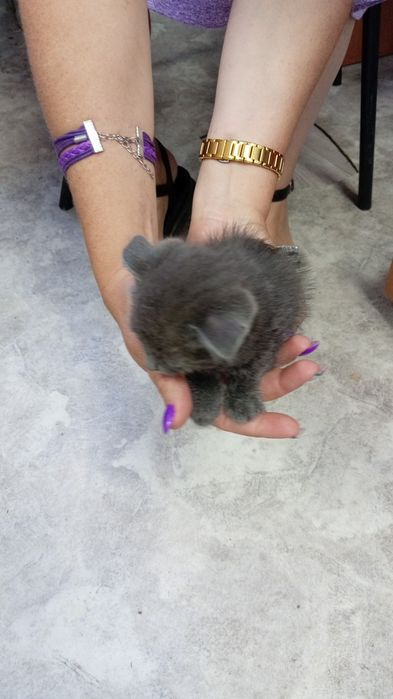 Отдам бесплатно вислоухих котят