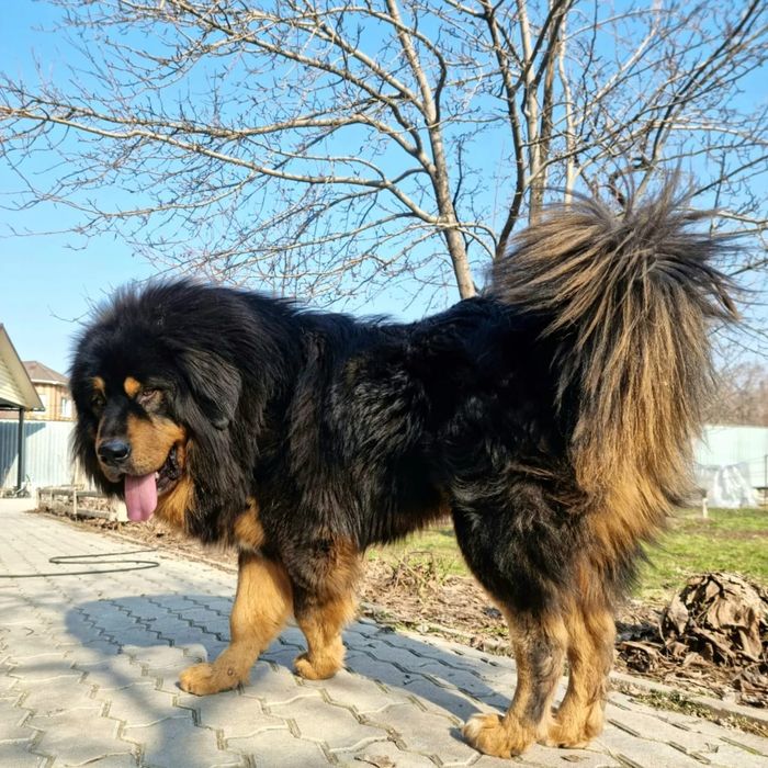 Щенки Тибетского Мастифа.