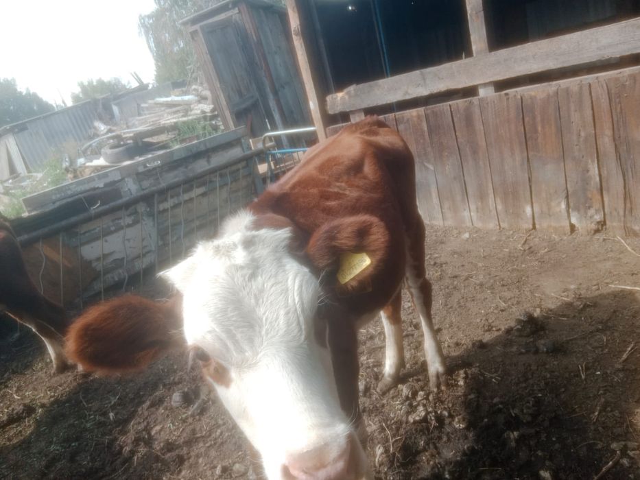 Продам корову Продам