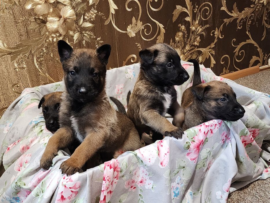 Продам щенков Малинуа