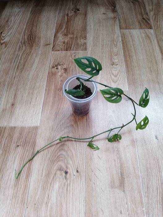 Монстера комнатные растения