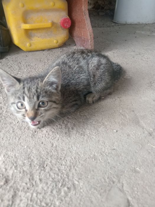 Котик     есть 2