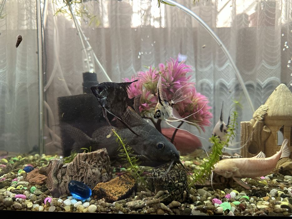 Продам аквариумных рыб