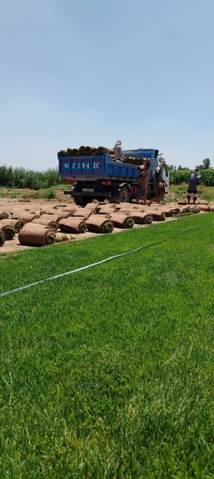 Kamaz klines sheben kompot qum oluga tosh клинец кампот shagal