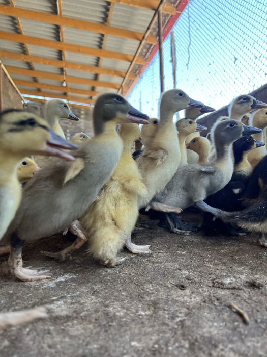 Pekin agidel goluboy favorit ordaklar