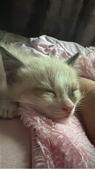 Котёнок в доьрые руки!