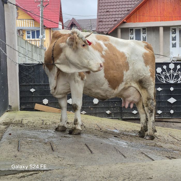 Vând vaca baltata fatata de 2 luni jumate. Plus