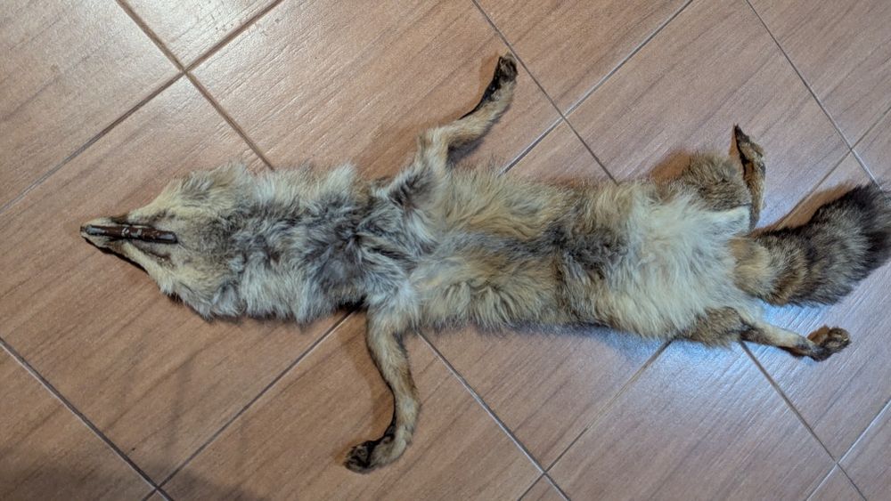 Кожа от лисица.      .