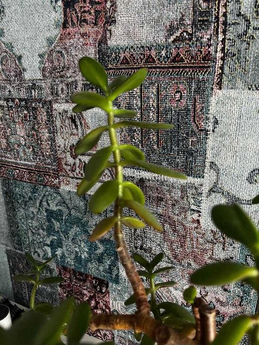 Толстянка или денежное дерево