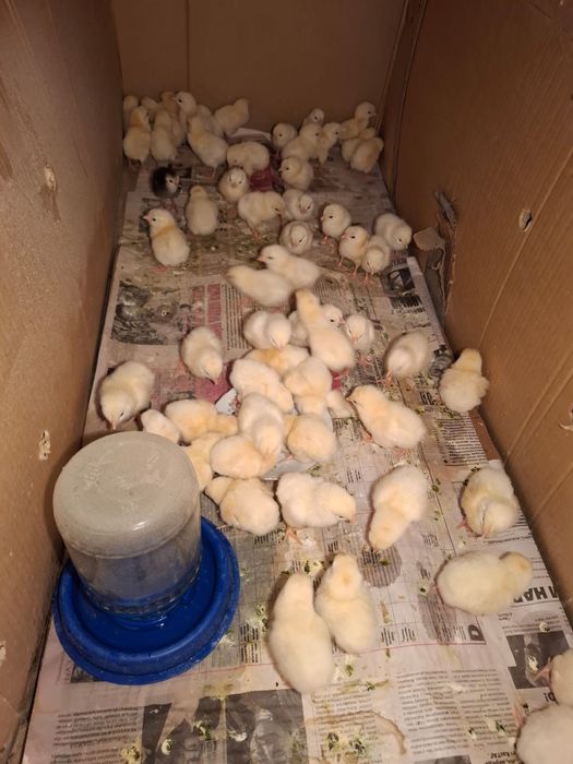 Продам адлер цыплята