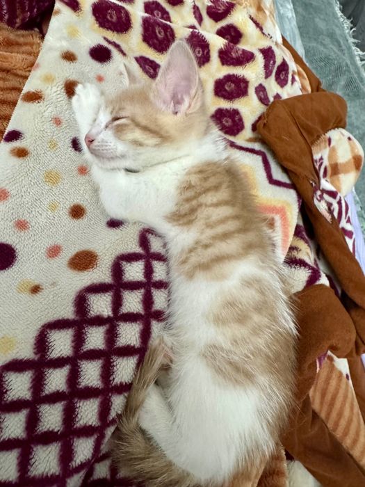 Отдам бесплатно кошка