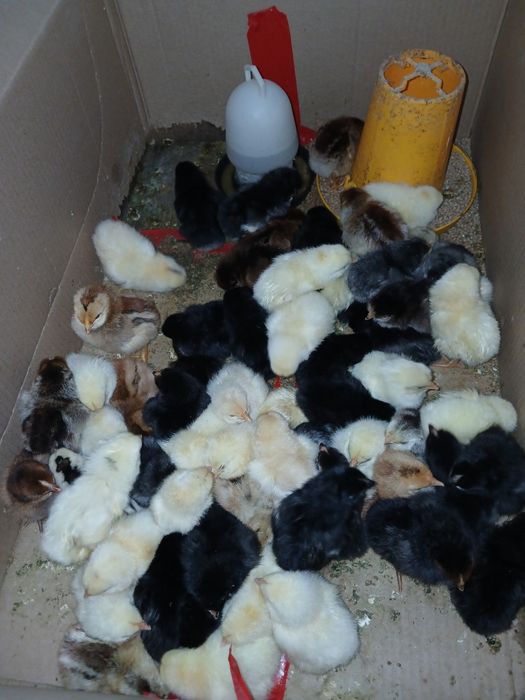 Сатылатын шожелер бар 4/5 кундык