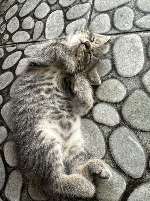 Отдам котят в добрые руки