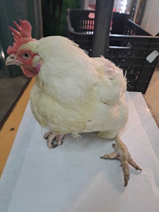 Gaini mari peste 4kg  30lei bucata