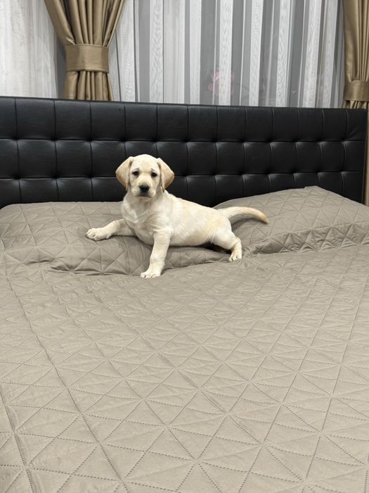 Чистокръвни Лабрадор Ретривар: