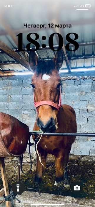 Срочно Тай мінгі