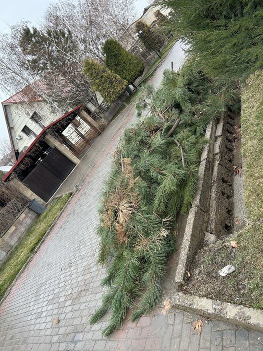 Ағаш отын драва