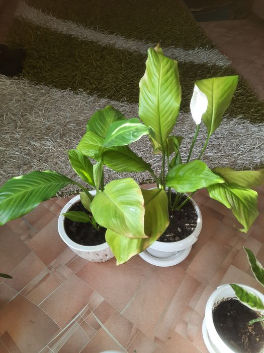 Продам комнатные цветы