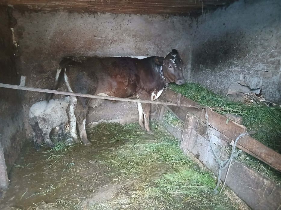 Vaca de vânzare
