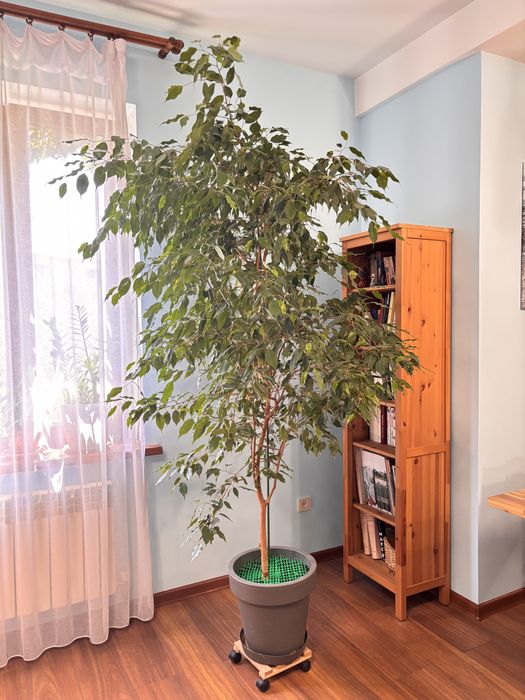 Фикус Бенджамина 2,5м