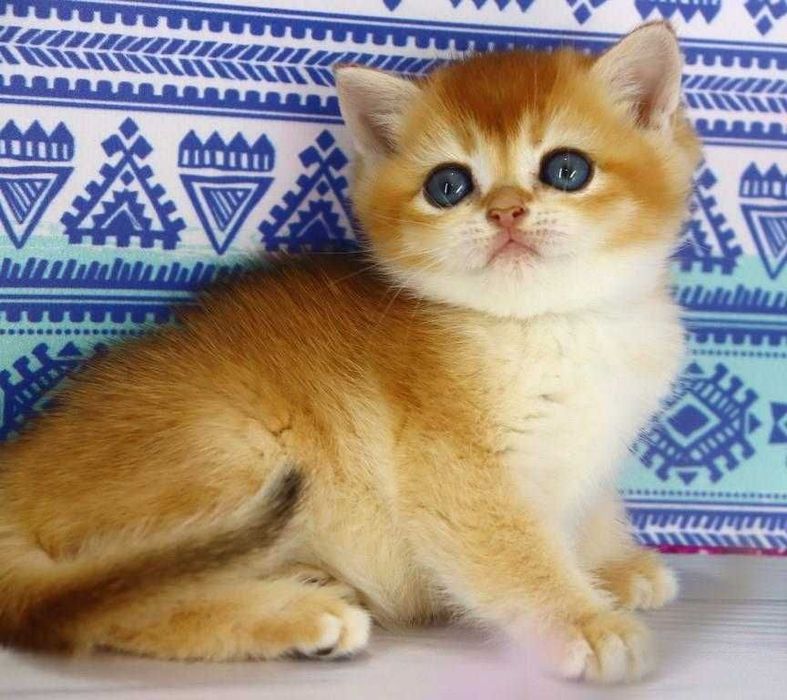 Sochli porno xolalar