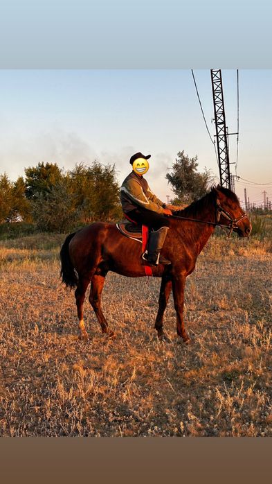 Продам Айғыр 8лет