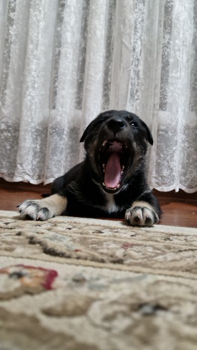 Отдам щенков Лайки