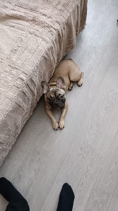 Французский бульдог 8месяцев