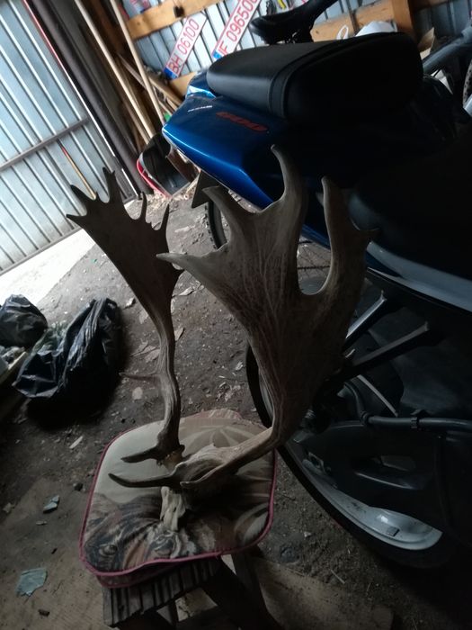 Trofeu cerb lopatar ne lăcuit în stare naturala