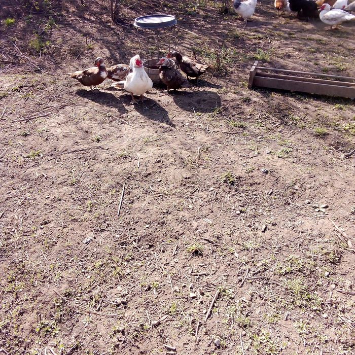 Продам яйца уток