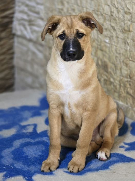 Щенок ищет дом и любящих хозяев