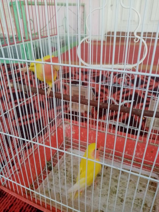 Toti qush hama yeri sog'lom lekin gapirmaydi