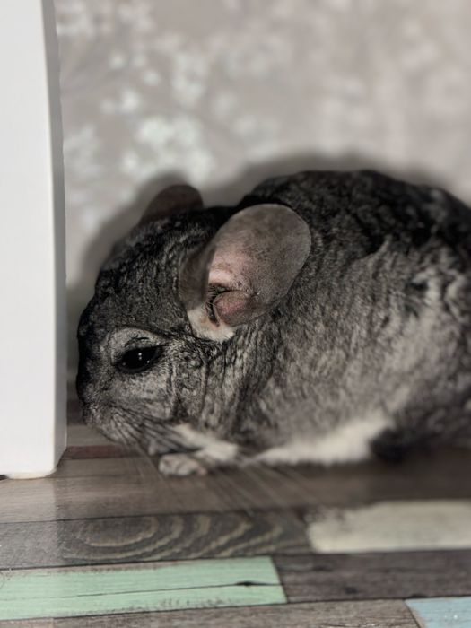 Vand pui chincilla, 7 luni
