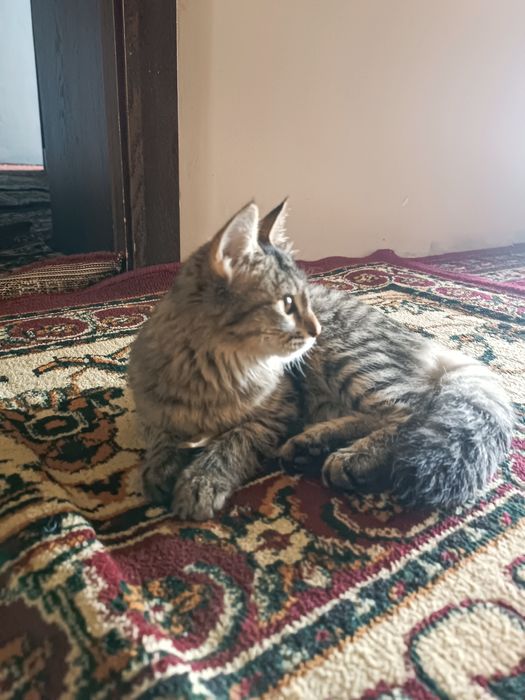 Mushuk mushukcha mushuklar котенок котик