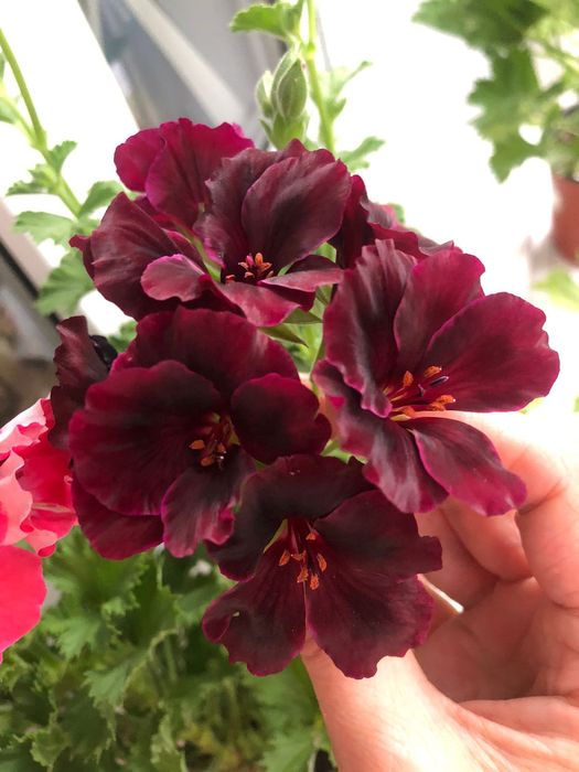 Продаю укоренённые отростки пеларгонии