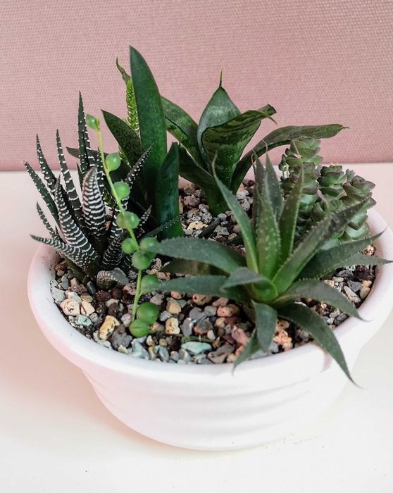 Композиции из суккулентов